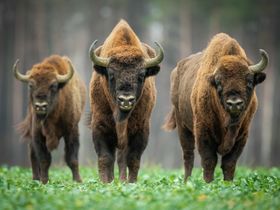 Wisent-Wildnis am Rothaarsteig -Sauerland- | 3 Tage