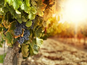 Vier Jahreszeiten Spaß in der Pfalz 