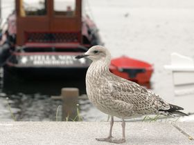 6 Erlebnistage an der Nordsee im UNESCO Weltkulturerbe Wattenmeer 