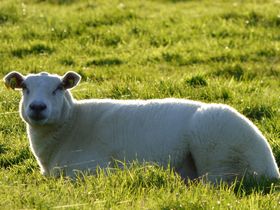 5 Nächte Nordseeluft schnuppern in Büsum 