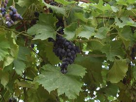 5 Tage -  Rheingau erleben!  inkl. € 30 Gutschein für ein Abendessen