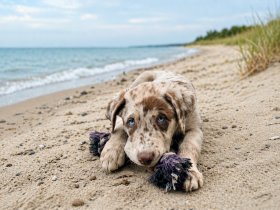 Pfoten im Sand – Euer Urlaub mit Hund in St. Peter-Ording 3 Nächte