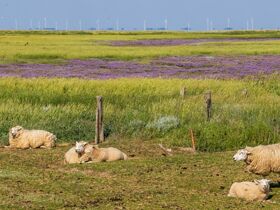 Last Minute Auszeit an die Nordsee | 4 Tage