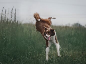 Kurze Auszeit mit Hund an der Nordsee inkl. 1x Abendessen| 4 Tage 