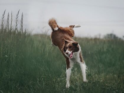 Kurze Auszeit mit Hund an der Nordsee inkl. 1x Abendessen| 4 Tage 