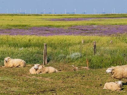 Auszeit, ab an die Nordsee | 7 Tage 