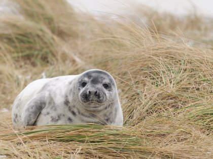 Auszeit in Büsum | 7 Tage 