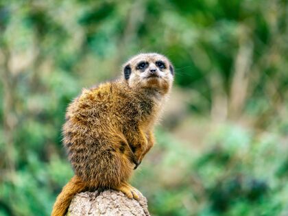 Tierisches Zoo-Special in Leipzig | 3 Tage