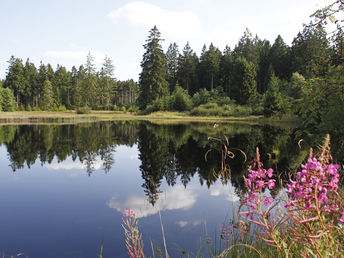 Alpaka-Wellness-Auszeit im Harz