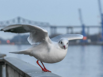 8 Tage Schleswig-Holstein total 