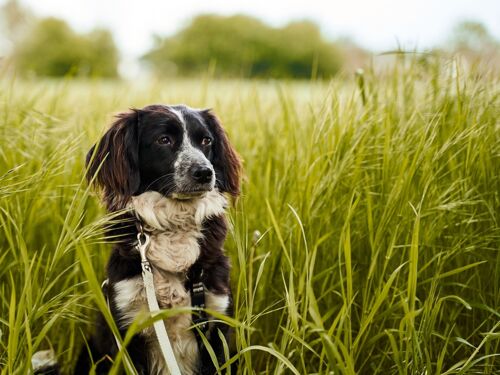 Kurzurlaub mit Hund in Hessen inkl. 3 Gang Menü | 6 Tage