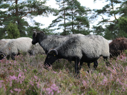 "Natur macht Glücklich" Sommer-Auszeit in der Lüneburger Heide- 8 Tage