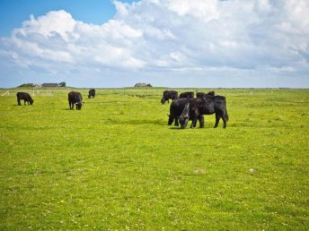 Hallig Langeneß zum Kennenlernen mit Abendessen