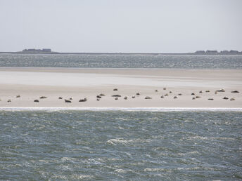 Hallig Langeneß zum Kennenlernen mit Abendessen