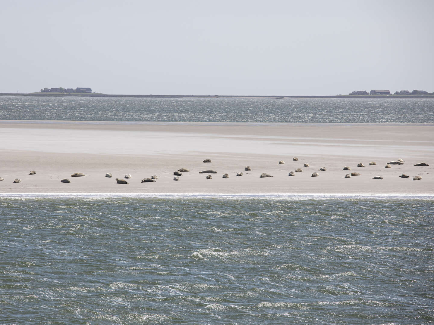 Hallig Langeneß zum Kennenlernen mit Abendessen