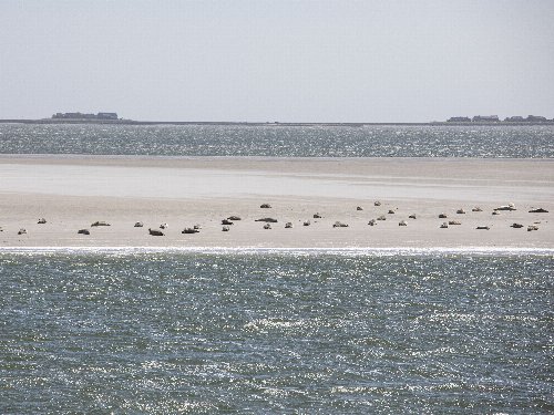 Winterauszeit auf der Hallig Langeneß