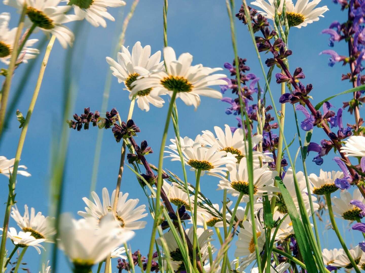 4 für 3 Sommeraktion