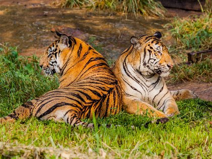 Tierisch guter Kurzurlaub in Köln | 2 Tage 