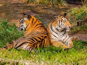 Tierisch guter Kurzurlaub in Köln | 2 Tage 