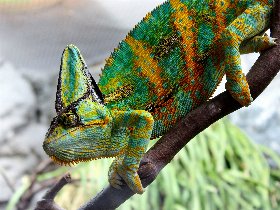 Tierisch guter Kurzurlaub in Köln | 3 Tage 