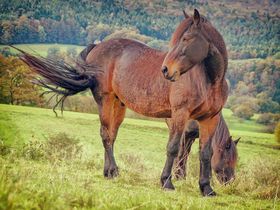 Die Spessart Woche 2025