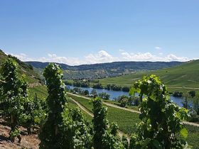 Das ist Wanderbar - 5 Tage entlang der Mosel inkl. HP & Lunchpaket