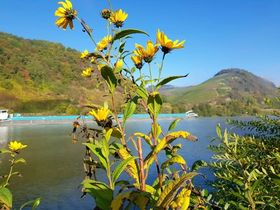 Das ist Wanderbar - 5 Tage entlang der Mosel inkl. HP & Lunchpaket