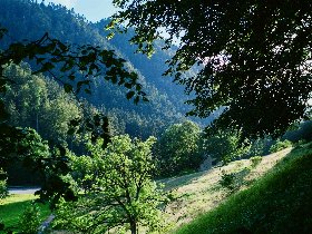Black Forest Love