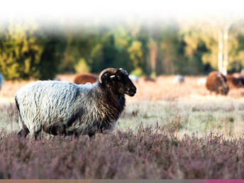 4 Tage Heide-Kurzurlaub inkl. Jod-Sole-Therme  