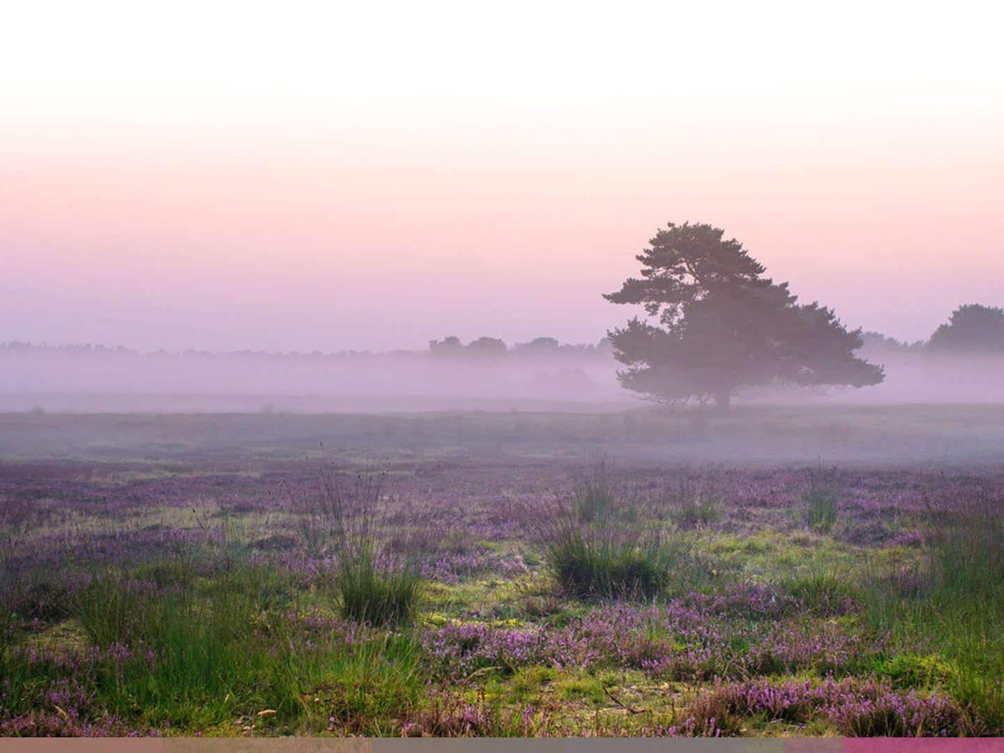4 Tage Heide-Kurzurlaub inkl. Jod-Sole-Therme  