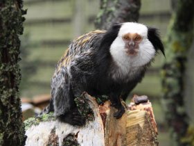 3 Familientage am Usedomer Tropenzoo inkl. Tapas-Dinner im Apartment