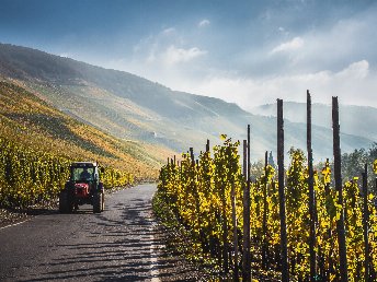 Winzer-Zeit an der Mosel mit Weinprobe 