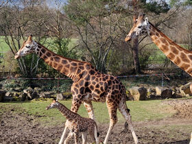 Designhotel & Zoo Leipzig: Babyelefant, Affen und Co. | 4 Tage