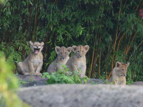 Designhotel & Zoo Leipzig: Babyelefant, Affen und Co. | 4 Tage