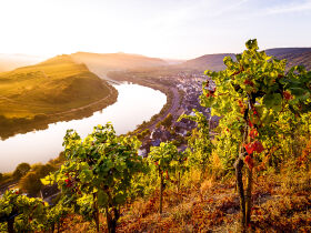Urlaub beim Winzer an der Mosel  2