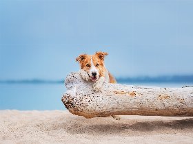Herrchen & Frauchen mit ihrem Liebling am Ostseestrand - Hundearrangement