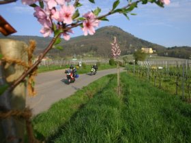 Weingenuss & Weinerlebnis Wochenende in der Pfalz | 3 Tage inkl. HP, Weinprobe und Pfalzcard