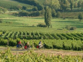 Weingenuss & Weinerlebnis Wochenende in der Pfalz | 3 Tage inkl. HP, Weinprobe und Pfalzcard