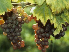 Weingenuss & Weinerlebnis Wochenende in der Pfalz | 3 Tage inkl. HP, Weinprobe und Pfalzcard