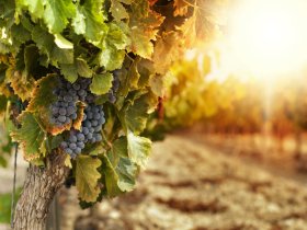 Weingenuss & Weinerlebnis Wochenende in der Pfalz | 3 Tage inkl. HP, Weinprobe und Pfalzcard