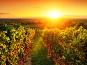 Weingenuss & Weinerlebnis Wochenende in der Pfalz | 3 Tage inkl. HP, Weinprobe und Pfalzcard