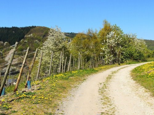 Die Mosel entdecken – mit uns geht Ihr auf Entdeckerreise