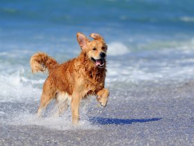 Hundeurlaub an der Seenplatte 