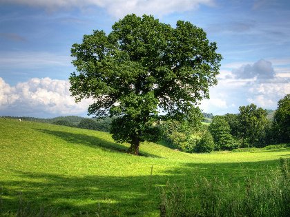 Eifel erleben - 5 Tage Natur pur