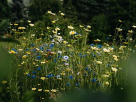 Sommergenuss in Osttirol inkl. Abendmenü, Cocktail & Massage | 3 Nächte