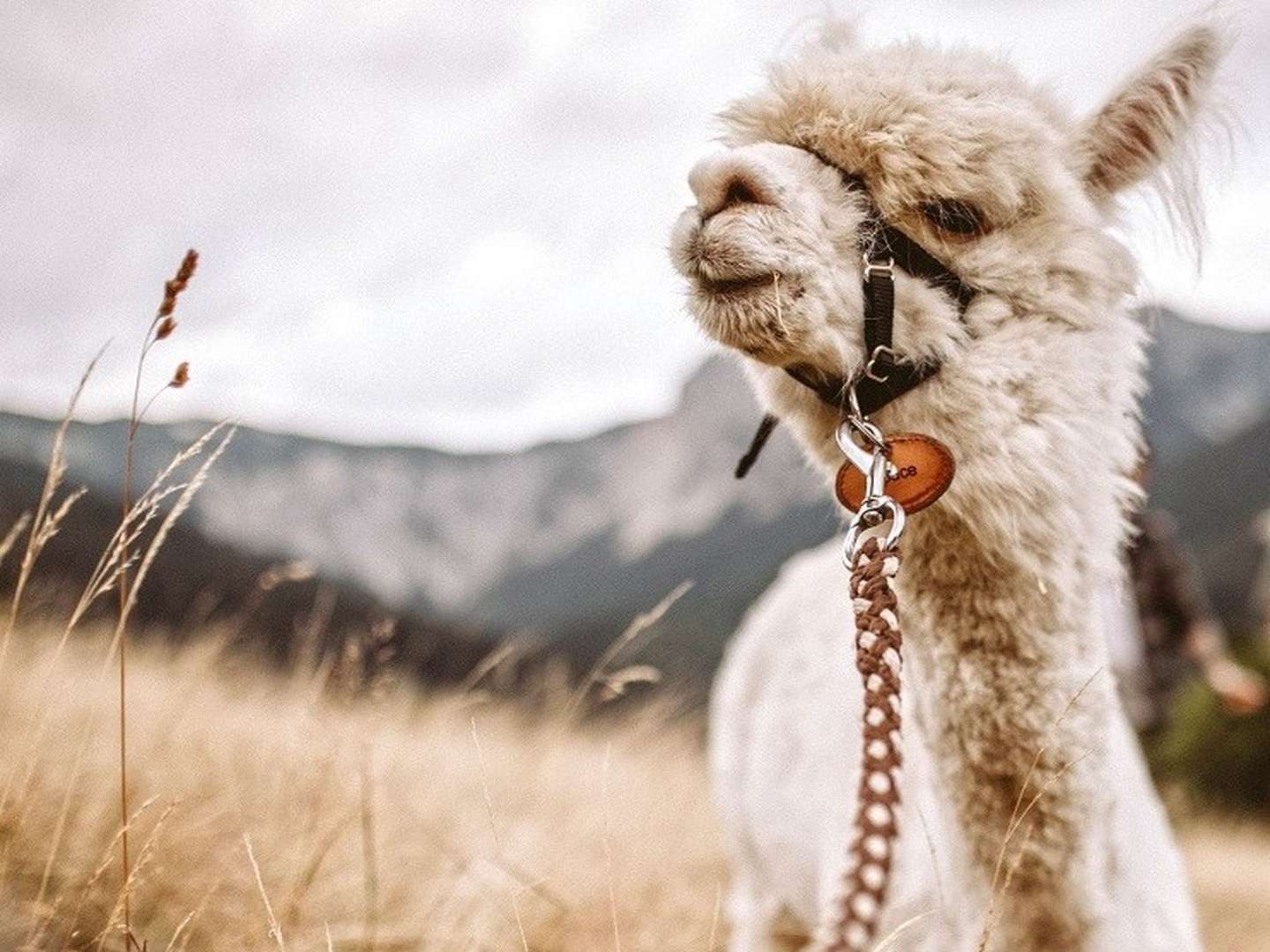 Tierisches Abenteuer im Raxgebiet inkl. Alpaka Wanderung | 2 Nächte 