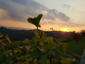 Erholung in der südsteirischen Weinregion inkl. Frühstück | 4 Nächte