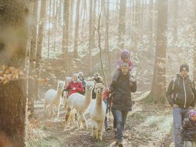 4 Tage Harry's 3=2 Special in Graz