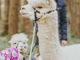 4 Tage Harry's 3=2 Special in Graz