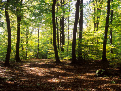 Ankommen & Wohlfühlen - Kurzurlaub im Wienerwald mit "Wald Wellness" | 3 Nächte